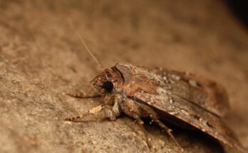 Bogong Moth, Agrotis infusa. Mt Ginini, Act