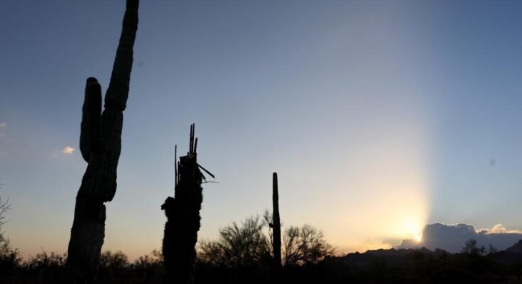 La brutale onde de chaleur de l'Arizona contribue à la mort de son cactus saguaro emblématique
