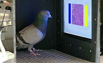 Un pigeon dans une boîte face à un écran éclairé avec des rectangles colorés.