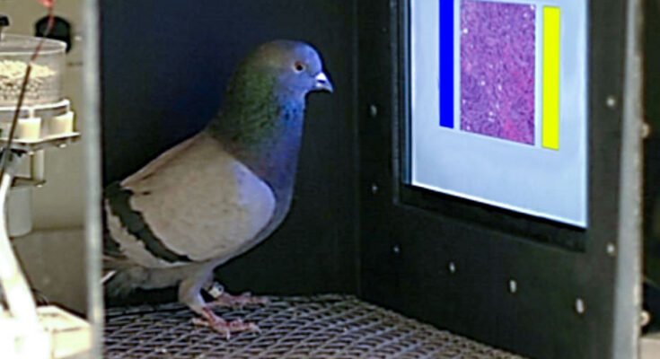 Un pigeon dans une boîte face à un écran éclairé avec des rectangles colorés.