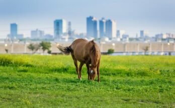 Cheval urbain