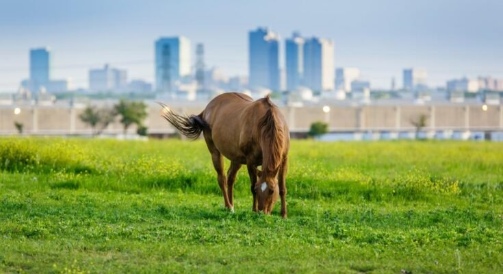 Cheval urbain