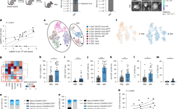 L'EBV induit le CNS-homing de cellules B qui attirent les cellules t inflammatoires