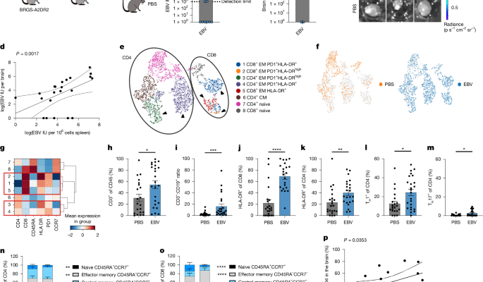 L'EBV induit le CNS-homing de cellules B qui attirent les cellules t inflammatoires