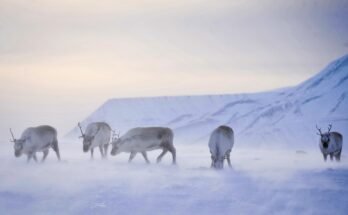 Recherche des rennes sauvages de la nourriture pendant le soleil de minuit à l'archipel de Svalbard dans le cercle arctique.