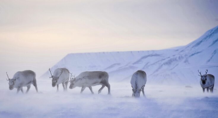 Recherche des rennes sauvages de la nourriture pendant le soleil de minuit à l'archipel de Svalbard dans le cercle arctique.