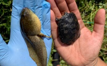 Un frappeur américain -Rumpetrul à côté d'une jeune tortue d'étang nord-ouest.