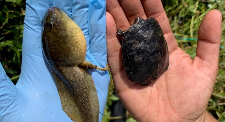 Un frappeur américain -Rumpetrul à côté d'une jeune tortue d'étang nord-ouest.