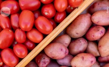 les racines du tater moderne