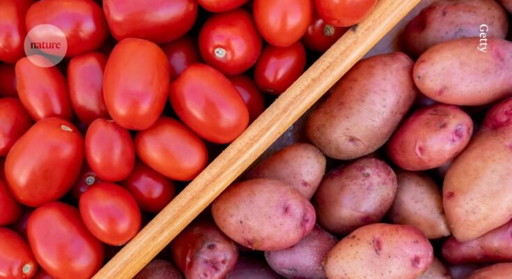 les racines du tater moderne
