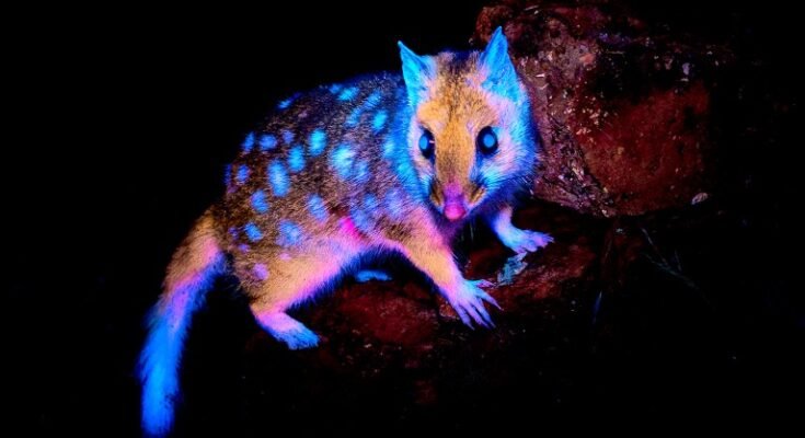 Une quoll orientale sauvage (Dasyurus viverrinus) photographié sous la lumière UV pour capturer sa biofluorescence bleu clair naturel.