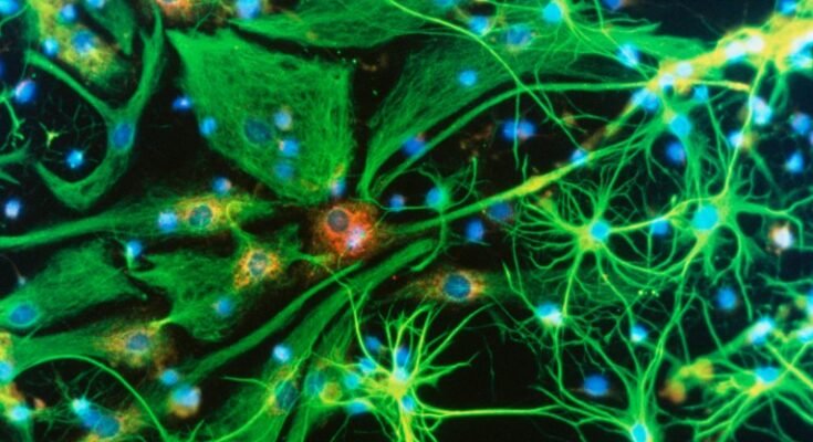 Microcroat lumineux immunofluorescent de cellules cérébrales vertes à portée de laisse contenant des points bleus et rouges sur fond noir