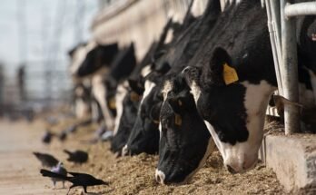 Les vaches qui nourrissent des stylos sur une production de lait avec des oiseaux au sol.