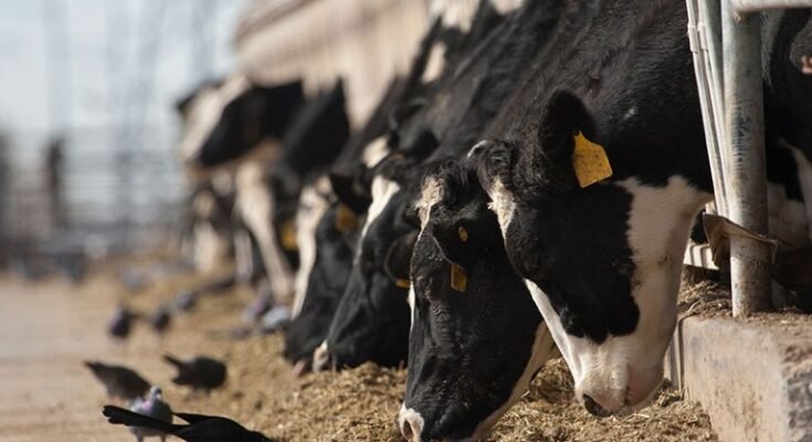 Les vaches qui nourrissent des stylos sur une production de lait avec des oiseaux au sol.