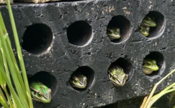 Des graines de cloche verte et dorée qui ressortent la tête des trous dans une brique perforée qui forme l'un des saunas gelées.