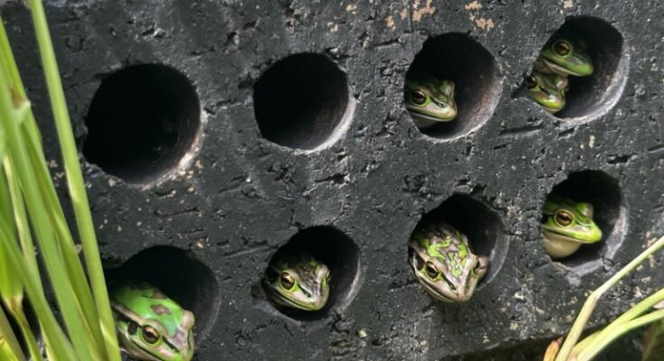 Des graines de cloche verte et dorée qui ressortent la tête des trous dans une brique perforée qui forme l'un des saunas gelées.