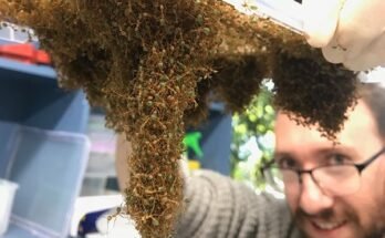 Le Dr Chris Reid, qui tient un plateau en plastique à partir duquel accroche beaucoup de fourmis tisserands.