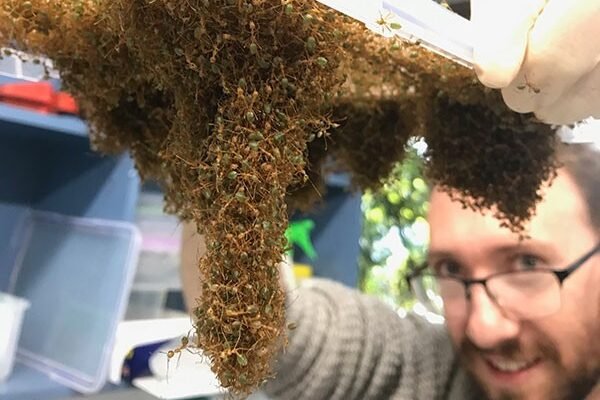 Le Dr Chris Reid, qui tient un plateau en plastique à partir duquel accroche beaucoup de fourmis tisserands.