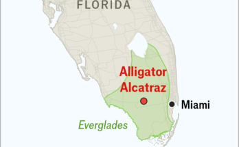Alligator Alcatraz: un exercice de cruauté performative