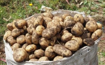 Les pommes de terre - les espèces sauvages et les dominantes que nous achetons dans l'épicerie - ont évolué à partir d'une chance d'hybridation entre deux plantes il y a quelques millions d'années.