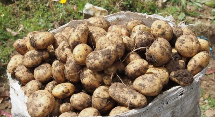 Les pommes de terre - les espèces sauvages et les dominantes que nous achetons dans l'épicerie - ont évolué à partir d'une chance d'hybridation entre deux plantes il y a quelques millions d'années.