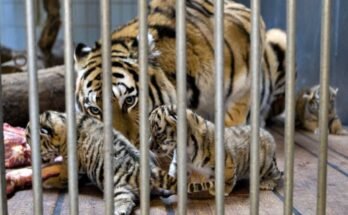 Gara, un tigre sibérien, nourrit ses petits-nés au zoo d'Aalborg au Danemark en 2008.