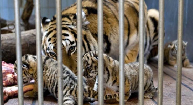 Gara, un tigre sibérien, nourrit ses petits-nés au zoo d'Aalborg au Danemark en 2008.