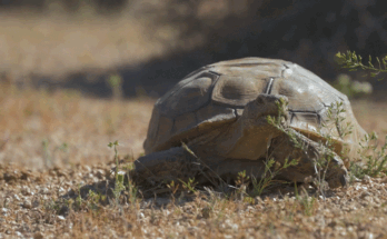 La tortue du désert Mojave a récemment été reclassée comme menacée.