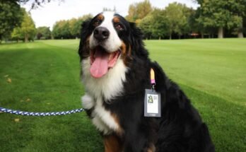 Un chien sera une photo le 6 septembre 2023 à Penalty, en Irlande.