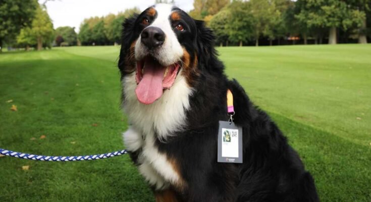 Un chien sera une photo le 6 septembre 2023 à Penalty, en Irlande.