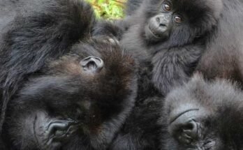 Les gorilles de montagne féminines recherchent de vieux amis alors qu'ils déménagent dans un nouveau groupe trouver une nouvelle étude.