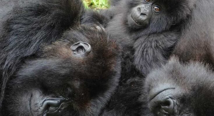 Les gorilles de montagne féminines recherchent de vieux amis alors qu'ils déménagent dans un nouveau groupe trouver une nouvelle étude.
