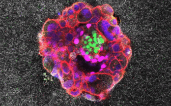 Image de microscopie confocale d'un embryon humain de neuf jours.