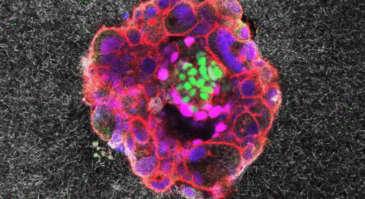 Image de microscopie confocale d'un embryon humain de neuf jours.