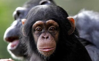 Un bébé chimpanzé est assis avec maman au zoo de Dublin le 21 septembre 2005.